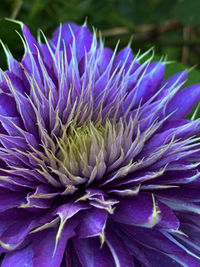 Close-up of purple flower