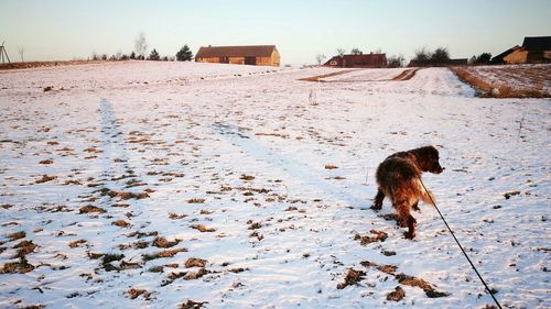 Dog on snow covered landscape