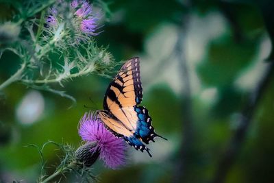 Close-up of butterfly pollinating on flower