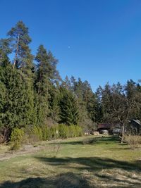 Trees on field against clear blue sky