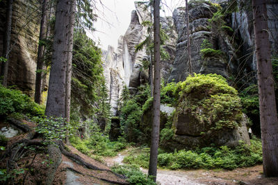 Trees in forest