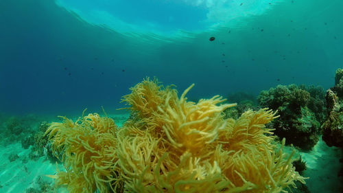 underwater