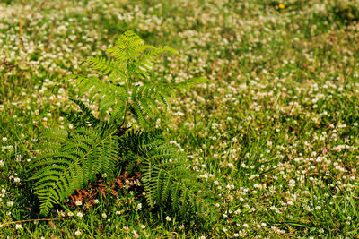 Small fern plant surrounded by white flowers. plants in the mountain concept
