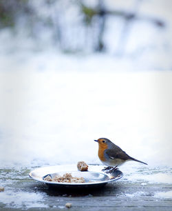 Bird in water