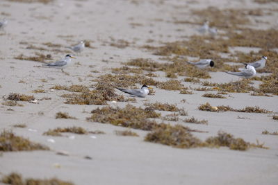 Birds on beach