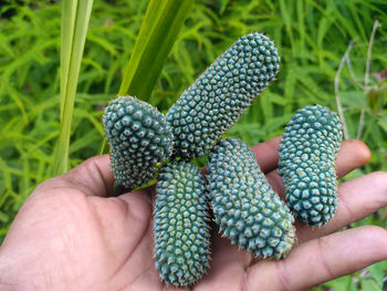 Midsection of person holding fruit