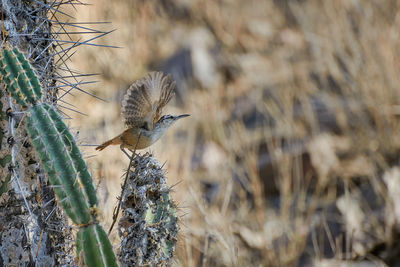 animal wildlife