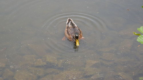 High angle view of duck swimming in lake