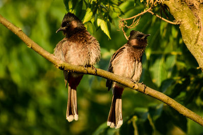 Close-up of birds perching on branch