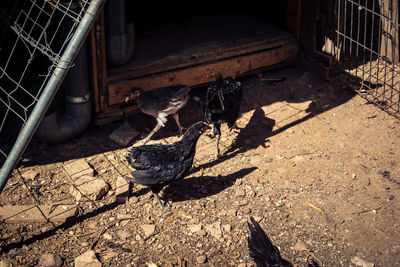 High angle view of bird