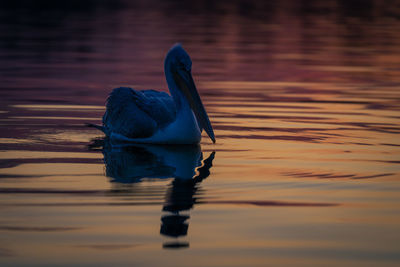 Close-up of a bird in lake