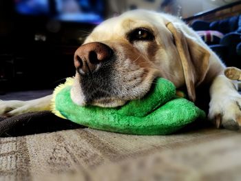 Close-up portrait of dog relaxing on floor