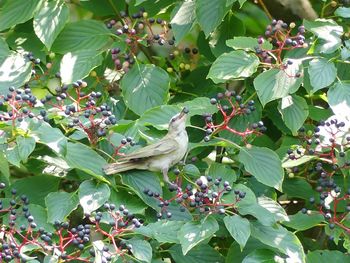 Bird perching on a tree