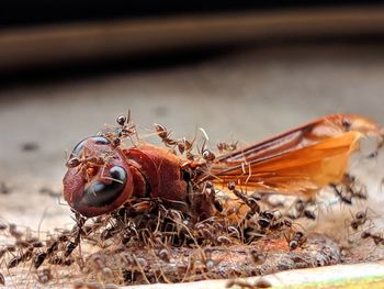 Close-up of insect on land