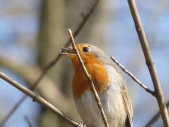 Close-up of bird perching on branch