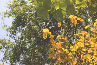 Close-up of yellow fruits on tree