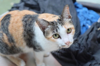 Close-up portrait of a cat