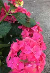 Close-up of pink bougainvillea blooming outdoors