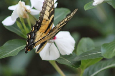 Close-up of butterfly pollinating on flower