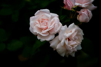 Close-up of pink rose