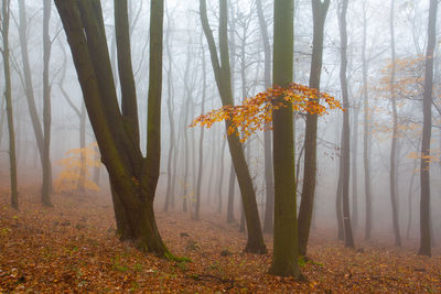 Trees in forest during autumn