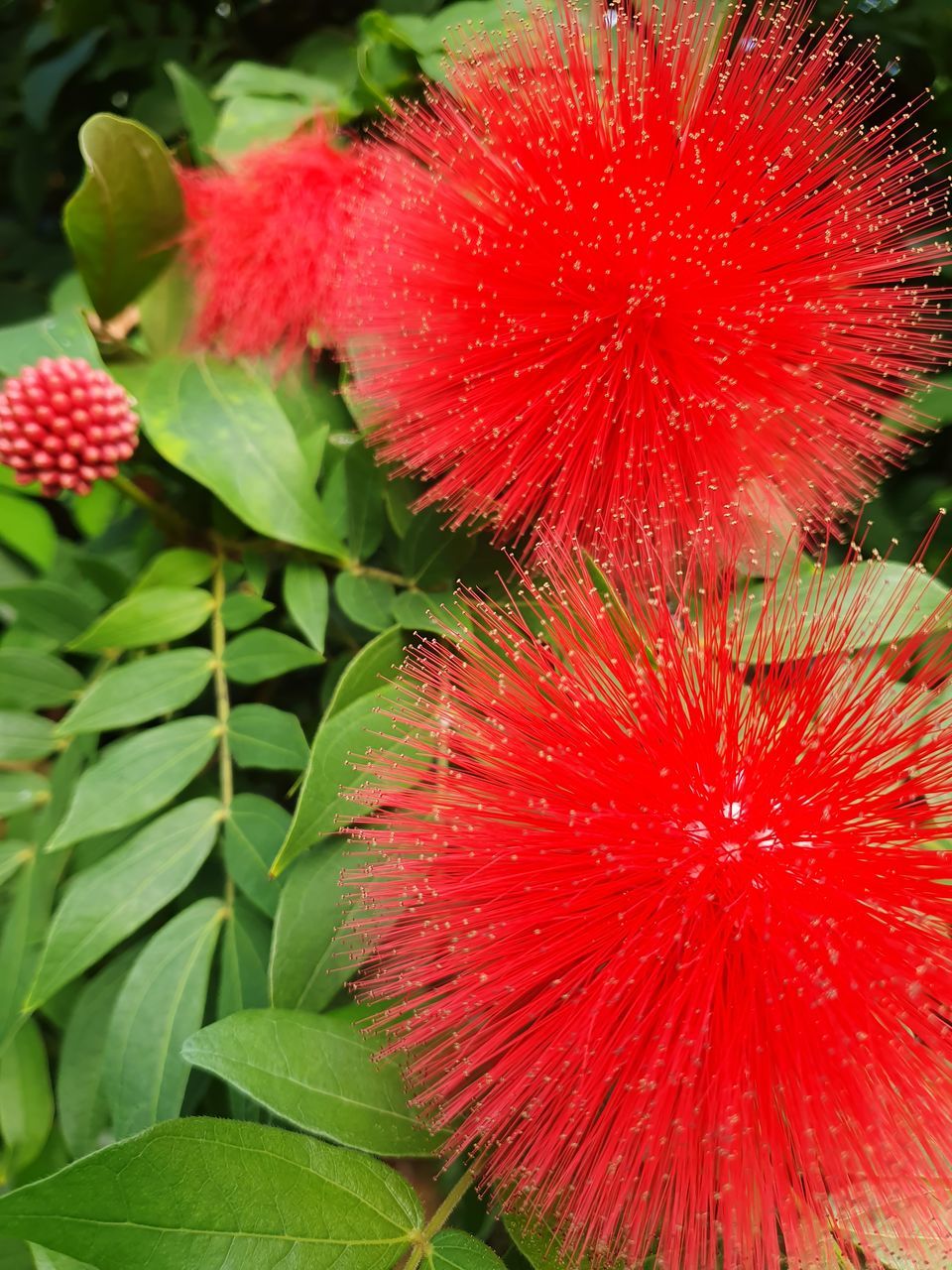 red, flower, plant, freshness, leaf, close-up, plant part, growth, nature, flowering plant, beauty in nature, no people, petal, green, food, food and drink, macro photography, produce, outdoors, inflorescence, fragility, flower head, day, fruit, healthy eating