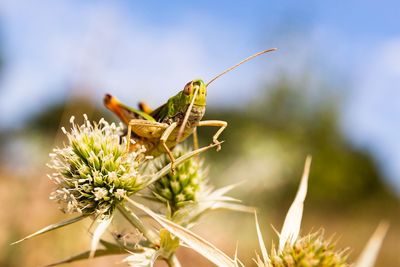 Close-up of insect on plant