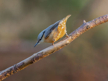 Close-up of bird perching on branch