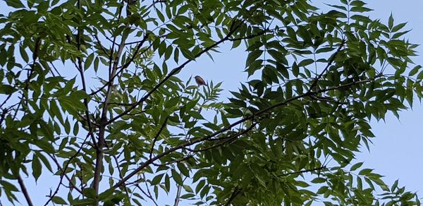 Low angle view of leaves against sky