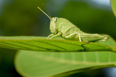 Close-up of insect on leaf