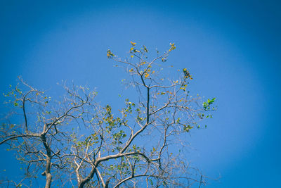 Low angle view of tree against clear blue sky