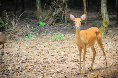 Portrait of deer standing in forest