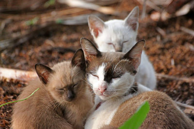 Cats resting