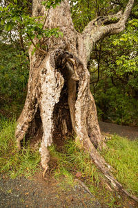 Tree trunk in forest