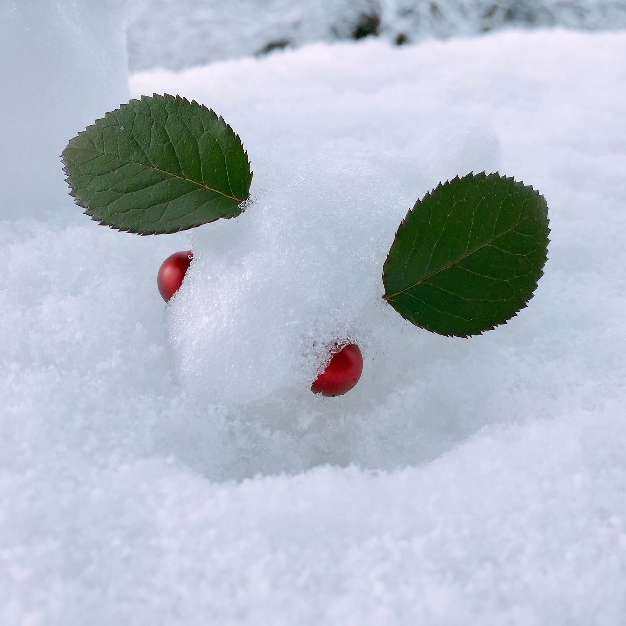 leaf, red, fruit, nature, green color, cold temperature, snow, freshness, winter, white color, outdoors, beauty in nature, day, growth, food and drink, high angle view, branch, no people, food, water, close-up, healthy eating, tree