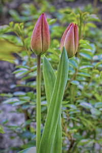 Close-up of flowering plant