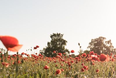 Close-up of poppies blooming on field against clear sky