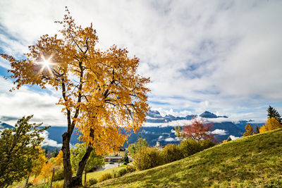 Trees against sky during autumn