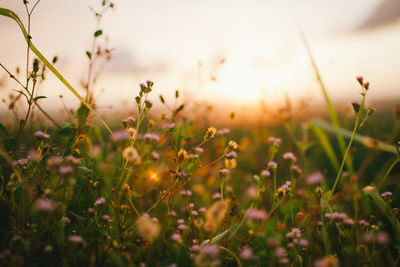 Close-up of flowering plants on field against bright sky