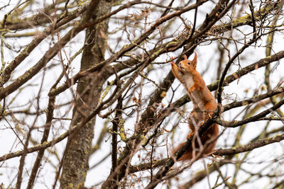 Low angle view of squirrel on tree