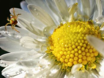 Close-up of honey bee on yellow flower