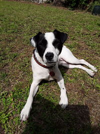 Portrait of dog on field