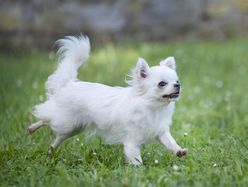 Close-up of white dog running on field
