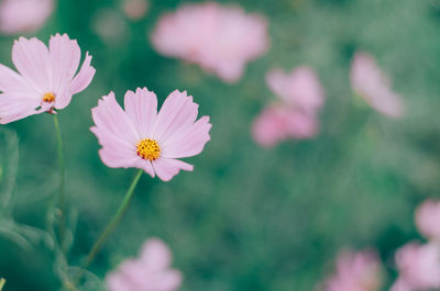 Close-up of pink cosmos flower