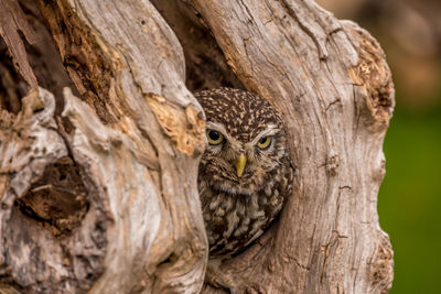 Close-up of owl perching on tree trunk