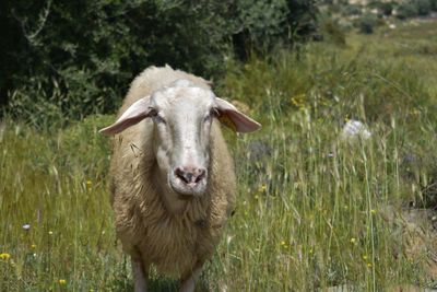 Portrait of an animal on field