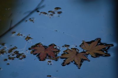 Close-up of maple leaf on water against sky