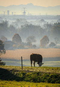 Horses grazing in a field