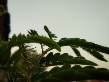 Close-up of wet plant leaves during rainy season