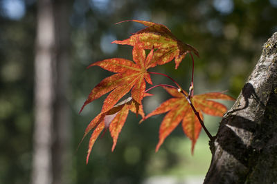 Close-up of maple leaves on tree trunk